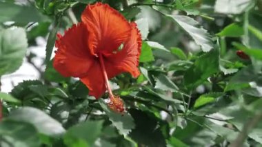 Vibrant Red Lily Bloom - A Close-up Floral Marvel