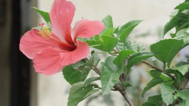 Vibrant Flourish - A Glimpse into the World of the Pink Orchid