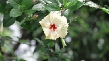 Whiteness of Petals - A Bloom's Elegance