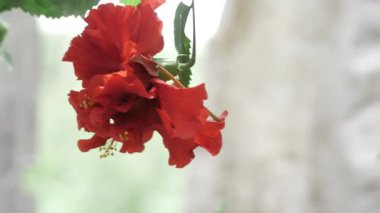 Vibrant Red Flower - A Blossom in the Wild