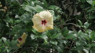 Vibrant Hibiscus Blossom - A Touch of Paradise