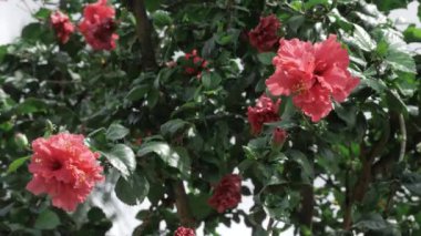 Vibrant Red Floral Elegance - A Blossom Aerial Ode