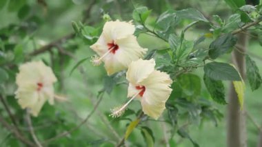 Brightening Your Day - Stunning Yellow Orchids in Full Bloom