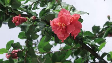 Vibrant Flourishing - A Touch of Spring's Red Bliss