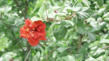 Vibrant Red Flower - A Blossom in the Wild