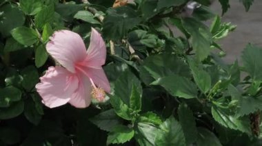 Serene Beauty - A Blossom's Elegance