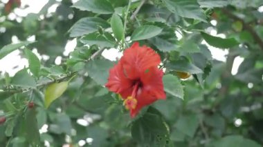 Vibrant Red Lilias - A Bloom of Nature's Elegance