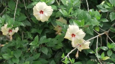 Vibrant Hibiscus Blossoms - A Floral Elegance