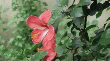 pink hibiscus flowers blooming among green leaves.