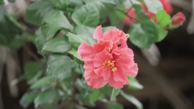 Vibrant Pink Petal Perfection - A Blossom Delight