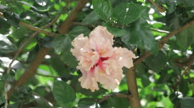 Vibrant Pink Flower in Full Bloom with Sunlit Leaves