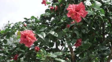 Vibrant Floral Elegance - A Visual Feast of Pink Roses