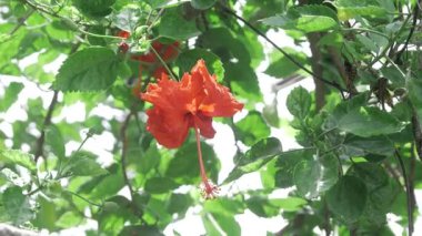 Blooming Elegance - The Ultimate Guide to Spectacular Floral Beauty