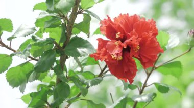 Vibrant Red Floral Elegance - A Blossom's Serenity