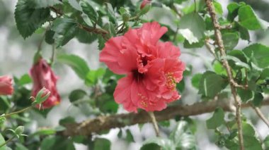 Bold Red Floral Elegance - A Close-Up Look at the Beauty of Nature