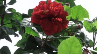 Radiant Red Bloom - A Glimpse into the Floral World
