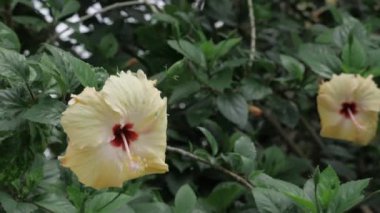 Vibrant Hibiscus - A Floral Elegance in Full Bloom