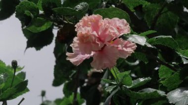 Vibrant Pink Flower in Full Bloom - A Whimsy of Nature