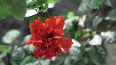 Vibrant Red Floral Bliss - A Close-up Beauty