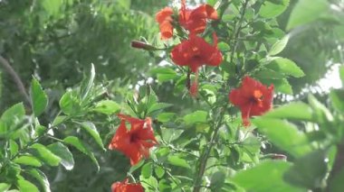 Vibrant Floral Elegance - A Blossom of Beauty