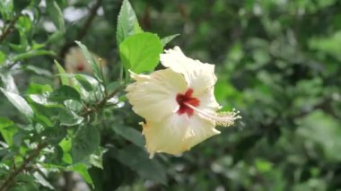 Graceful Elegance - A Whimsy of White Petals in Bloom