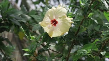Vibrant Floral Elegance - Captivating Yellow Flower in Bloom