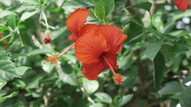 Bold Elegance - A Floral Symphony in Vibrant Red
