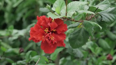 Bold and Beautiful - A Red Flower in the Wild