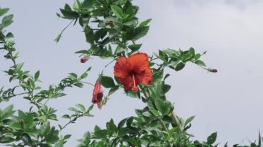 Vibrant Red Hibiscus Bloom in the Wild