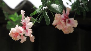 Vibrant Pink Blossoms - A Whimsy of Spring