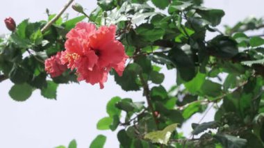 Vibrant Red Rose in Full Bloom - A Blossom of Elegance