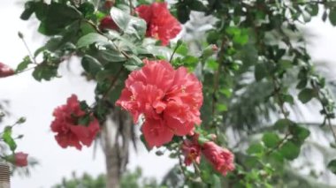 Vibrant Red Flower Bloom - A Spectacle of Nature's Beauty