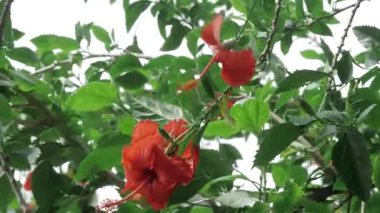 Vibrant Red Floral Elegance - A Garden's Blossom Brilliance