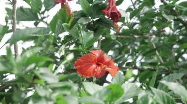 Vibrant Red Hibiscus Bloom - A Visual Treat