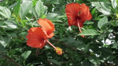 Vibrant Floral Paradise - A Journey Into the World of Colorful Flowers