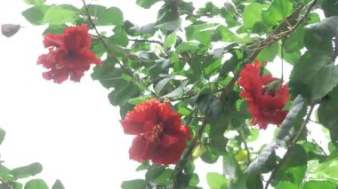 Blooming Brilliance - A Close-up Look at Vibrant Red Floral Splendor