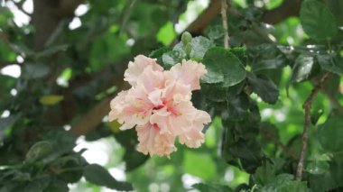 Radiant Pink Petals - A Blossom's Majestic Bloom