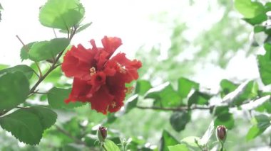 Vibrant Red Flower - Exquisite Bloom in the Wild