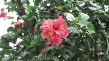 Vibrant Pink Rose Blossom in a Garden