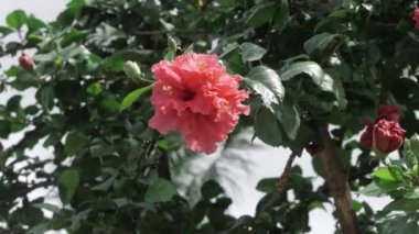 Vibrant Pink Flower in Full Bloom
