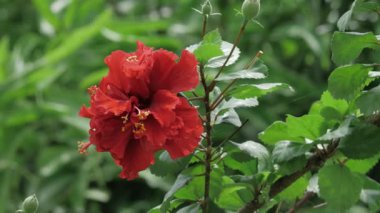 Vibrant Red Floral Elegance - A Close-up Delight