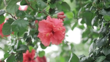 Vibrant Blossoms - A Close-up Look at Pink Flower Splendor