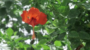 Vibrant Red Orchid in Bloom - Elegant Floral Serenity