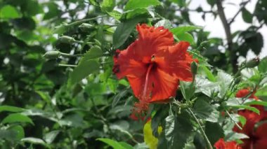 Vibrant Floral Elegance - A Bloom of Nature's Artistry