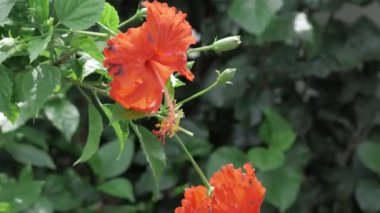 Vibrant Hibiscus Bloom - A Glimpse into the Wild