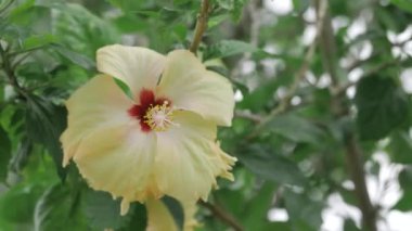 Enchanting Blossom - A Close-up Look at the Vibrant Colors and Petal Details of a Beautiful Flower