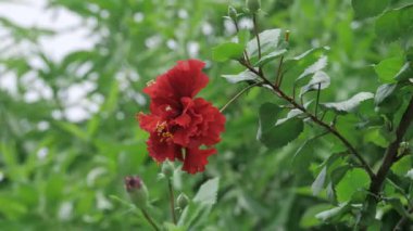 Vibrant Red Flower in Blossom - A Botanical Beauty