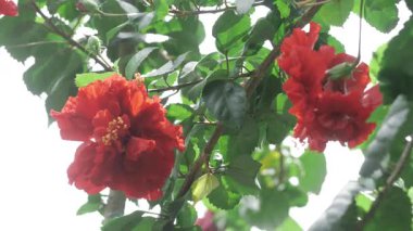 Vibrant Red Flowers Bloom in Full Splendor - A Nature's Delight