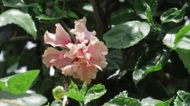 Vibrant Blossom - A Touch of Spring