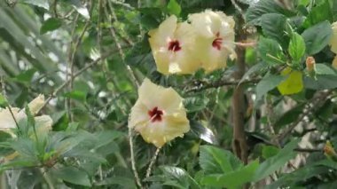 Enchanting Sunrise - A Kaleidoscope of Colors in the Wild